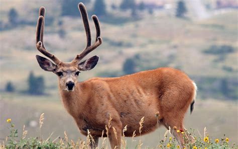 deer antlers grass