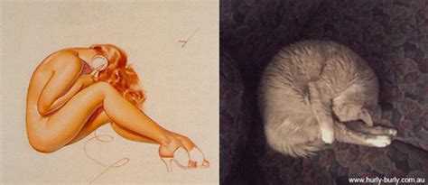 cats who look like pin up girls catster