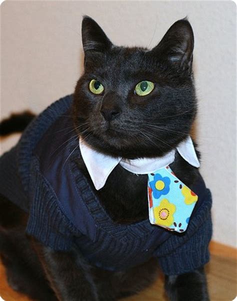the top 28 cat sweater designs photo gallery