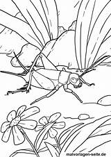 Heuschrecke Malvorlage Ausmalbilder Ausmalbild Insekten öffnen Malvorlagen sketch template