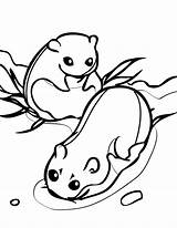 Lemming Lemmings Mammals Animalstown Adults sketch template