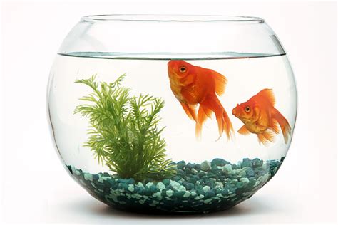 goldfish thrive   bowl  surprising answer pet keen