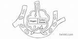 Alveoli Gas Ks3 sketch template