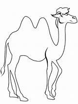 Colorir Camelos Camel Cammelli Bactria sketch template