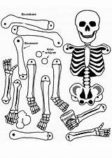 Skeleton Coloring Pages Anatomy Human Bones Bone Kids Color Axial Anatomical Drawing Head Heart Printable Sheet Skeletons Getcolorings Skull Pirate sketch template