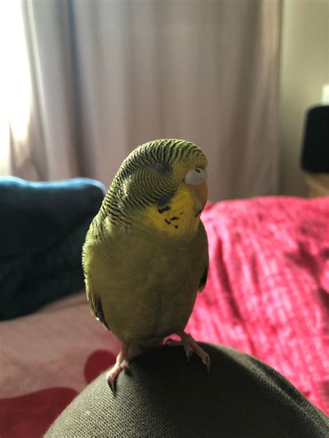 My Budgie 3 Months Old Not Sure Of Gender Yet Who I’ve Had For About