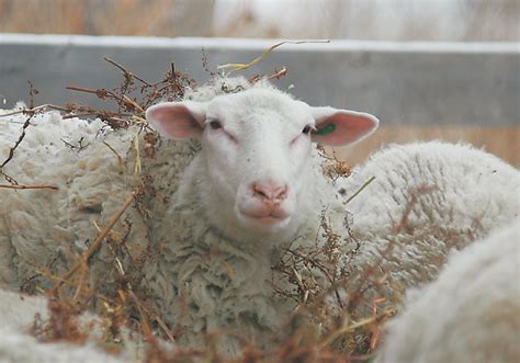 cache valley virus reports remain unconfirmed  sask sheep