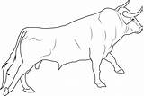 Mewarnai Cow Darat Hewan Cattle Realistic Banteng Draw Jantan Kumpulan Ongole Sketsa Hitam Gajah Berkaki Empat Singa sketch template