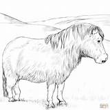 Ausmalbilder Ausmalbild Shetland Pferde Ponys Ausdrucken Ausmalen Supercoloring Pferd Zeichnen Cob Mandalas sketch template