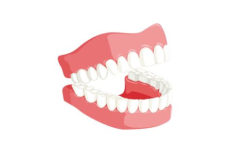 types  teeth   function shervin  louie dds