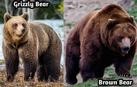 grizzly bears  brown bears