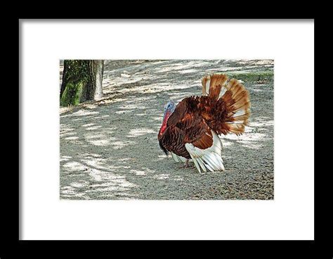 wild turkey framed print by aimee l maher alm gallery framed prints