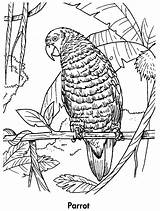 Parrot Coloring Pages Parrots Planet Printable Color Kids Earth Awesome Birds Animals Book Coloringpages101 Animal sketch template