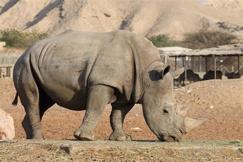 rhinoceros enjoying lives   habitat