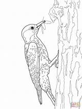 Woodpecker Coloring Pages Red Cockaded Drawing Color Template Woodpeckers Sketch Designlooter Printable Kids Print Getdrawings 48kb 1600px 1200 sketch template