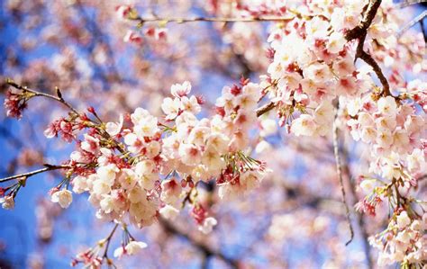 Haiku Poetry About Japan S Cherry Blossoms