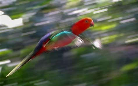 parrot   jungle shutterbug