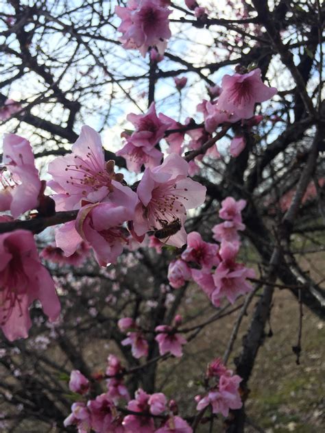 peach trees  full bloom  sound   honeybees humming