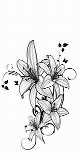 Lillies Lillie Drawings Desgin Lilly Lirio Poppy Lirios Tatuaje Lys Flores Pallet Tattos Fleurs Simplest Lilis Shoulder Hawaiana Zeichnen Views4yu sketch template