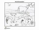 Coloring Arctic Ecosystem Pages Animals Color Animal Habitat Colouring Sheets Kids Food Printable Ecosystems Print Marine National Rainforest Geographic Web sketch template