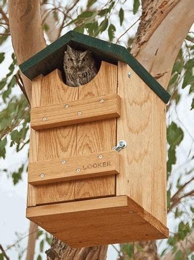 owl bird house plans