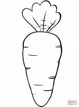 Coloring Pages Template Carrot Lettuce Printable Templates sketch template