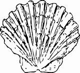 Shells Clipart Shell Line Scallop Clip Sea Drawings Svg Coloring Cliparts Seashells sketch template