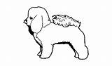 Bichon Frise Coloring Pages Template sketch template
