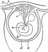 Placenta Early Formation Clipart Etc Medium Usf Edu Small Large sketch template