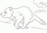 Devil Tasmanian Coloring Pages Cartoon Comments Library Clipart Coloringhome sketch template