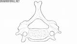 Cervical Vertebrae Drawingforall Neck sketch template