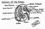 Kidney Nephron Template sketch template