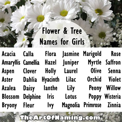 unique beautiful flowers names grevillea family proteaceae