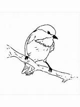 Chickadee Coloring Pages Birds sketch template
