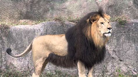 barbary lion facts habitat  sightings pictures  diet