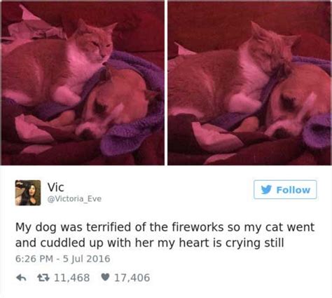 15 hilarious cat tweets are the perfect remedy when you re feeling down