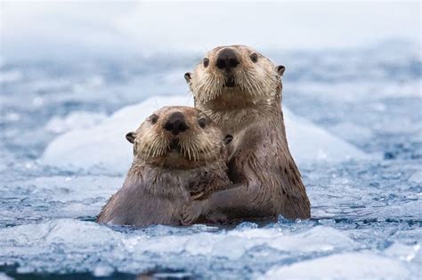 warm embrace   ice portrait photo  roman golubenko