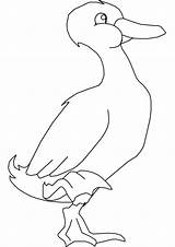 Coloring Goose Foot Stand Netart Getdrawings Broken Leg Pages sketch template