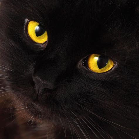 Black Cat With Yellow Eyes Blackcats