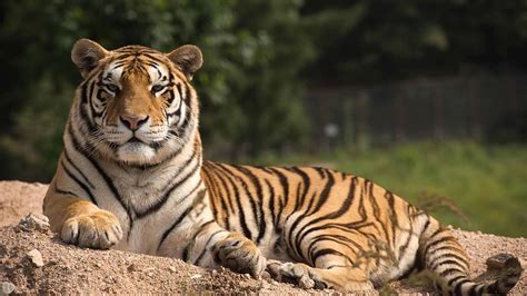 infrared camera  filmed  wild manchurian tiger  northeast