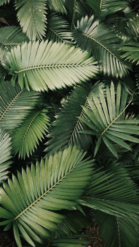 palm leaves photo  plant image  unsplash