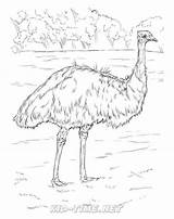 Emu Coloringhome Lyrebird Coonhound Redbone Kiwi Supercoloring Colorear sketch template