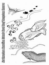 Coloring Pages Reef Algae Sheets Sheet During Ocean Fish Template Marine Kids Large sketch template