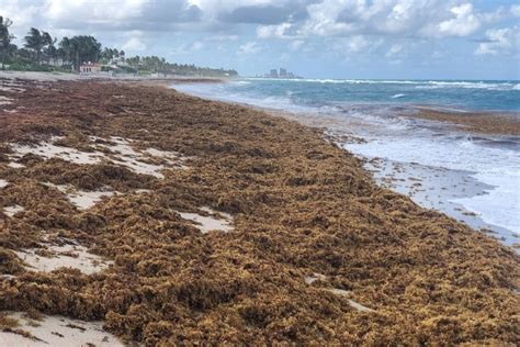surge  nitrogen  turned sargassum   worlds largest harmful