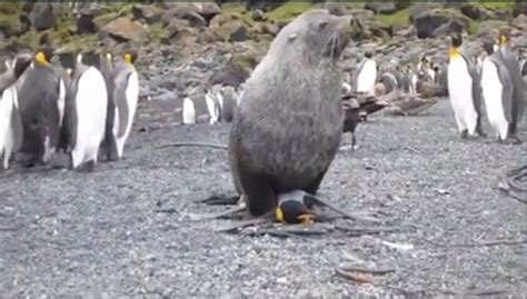 disturbing video of seal sexually harassing a penguin on island in