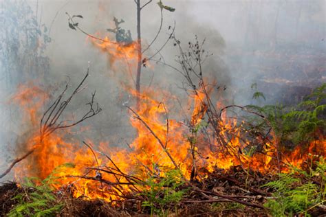 hebat 4 peneliti ini bisa prediksi kapan terjadi kebakaran hutan gambut okezone news