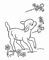 Coloring Pages Lamb Baby Getcolorings Animal sketch template