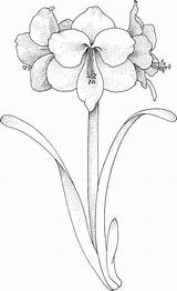 Amaryllis Coloring Flower Pages Flowers Printable Drawing Colouring Tattoo sketch template