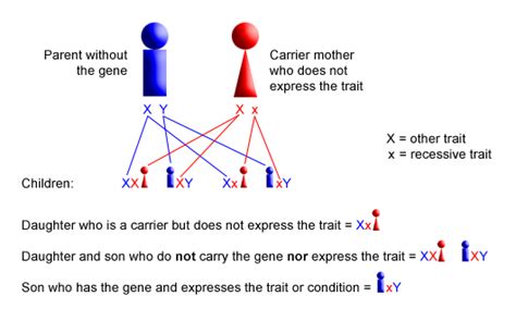 can a recessive trait be on the y chromosome sex linked recessive