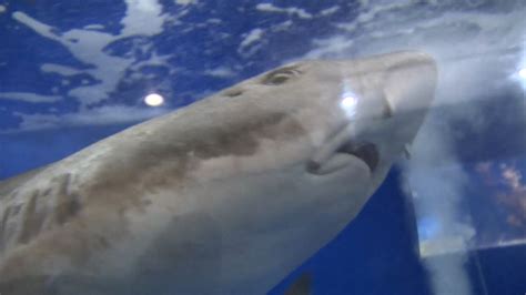 researchers believe virgin shark births occurred in japan nbc bay area